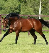 魔术客场遭遇溜马绝杀,失去比赛的球员